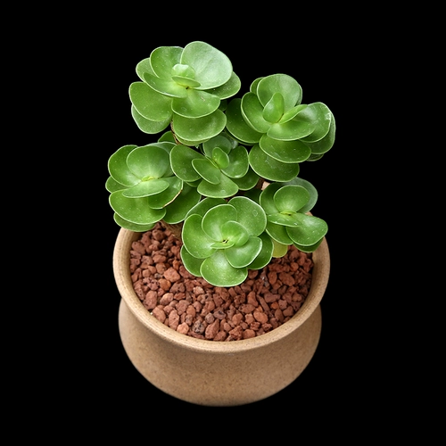 Деревянная куча из сутки, цветочная комната, цветочная комната, горшечная свинина Фортуна Фортуна Офис Офис Зеленые растения Зеленые растения, дерево удачи