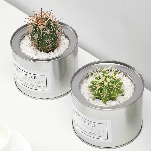 Цветочный сказочный шарик против оранжевого рабочего стола Успешные растения растения в горшках для ладонь