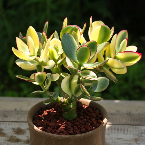 Синьхуа Юэдзин горшечный крыльцо Poch Pilean Yushu Yushu Успешное растение Золотая цветочная луна растение Трехновое большое лист Yushujin