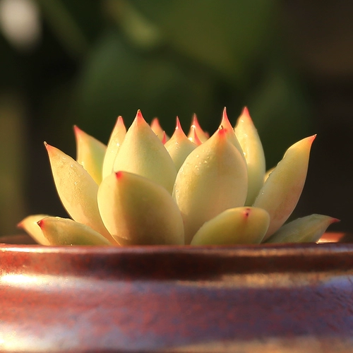 Сочный растительный горшок с горшкой кастрюли с балконом балкон балкон Антиградированный горшок с горшками Популярный горшок содержит горшки