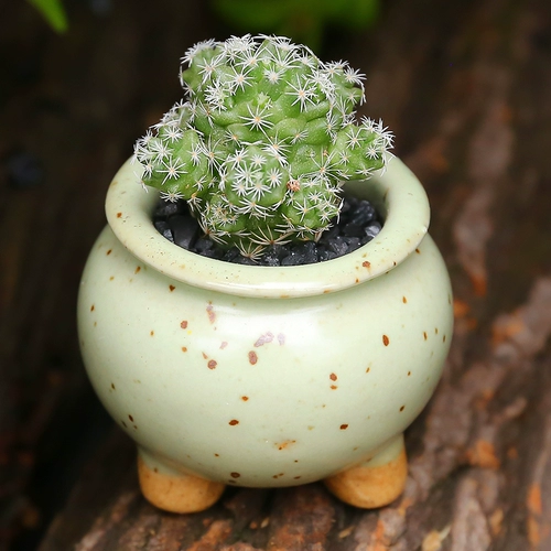 Сочное растение шиилез птица старая куча на пароме на заводе растительный бассейн растение пластиковое настольное радиация зеленое растение