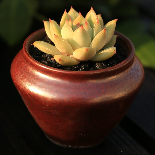 Сочный растительный горшок с горшкой кастрюли с балконом балкон балкон Антиградированный горшок с горшками Популярный горшок содержит горшки