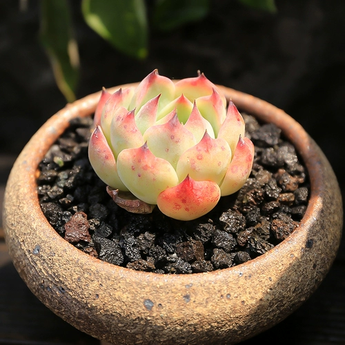 Персиковая персиковая одиночная голова 4 ~ 5 см милый милый мясной завод офис офис внутренний радиация