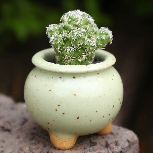 Сочное растение шиилез птица старая куча на пароме на заводе растительный бассейн растение пластиковое настольное радиация зеленое растение