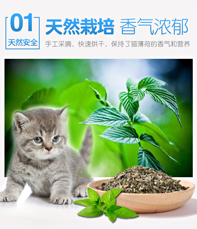 Catnip Loại trừ bóng tóc Làm sạch bằng miệng Mèo Bạc hà Bột cỏ Thúc đẩy quá trình tiêu hóa Cat Grass Cat Snack Cat Cung cấp - Đồ ăn nhẹ cho mèo royal canin mèo