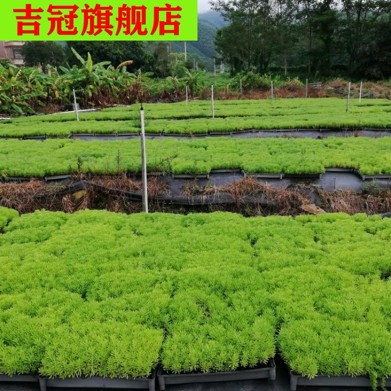 200 green green grass grass root root perennial lawn turf carp grass potted ground