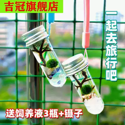 Happy seaweed ball ecological bottle pellyella microlandscape diy hydroponic plant potted creative birthday gift carrying bottle