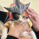 Monster Hunter World Fire Dragon Cat Hat Pet Cat and Dog Headgear Cosplay Props Headwear Decoration Peripheral Figurine