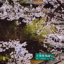 CY story (storage) 610th story Those years with you to see the cherry blossoms in Nanjing