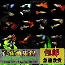 Guppy fish Brazil torch black robe ivory white big-eared tropical fish ornamental fish live fish viviparous fish novice breeding