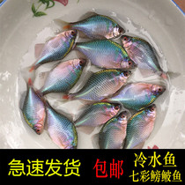 Parasel fish fish ornamental fish cold water fish native fish algae fish scavenger good fish