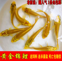 Goldfish live ornamental fish live small goldfish cold water fish koi fish carp goldfish fry live fresh water small fish