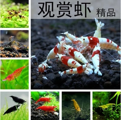 Cherry Blossom Shrimp Black Shell Shrimp Algae Removal Shrimp Pet Shrimp Crystal Shrimp Ornamental Shrimp Live Tool Shrimp Package 30pcs