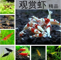 Sakura shrimp black shell shrimp algae shrimp pet shrimp crystal shrimp ornamental shrimp live tool shrimp package 30 sets