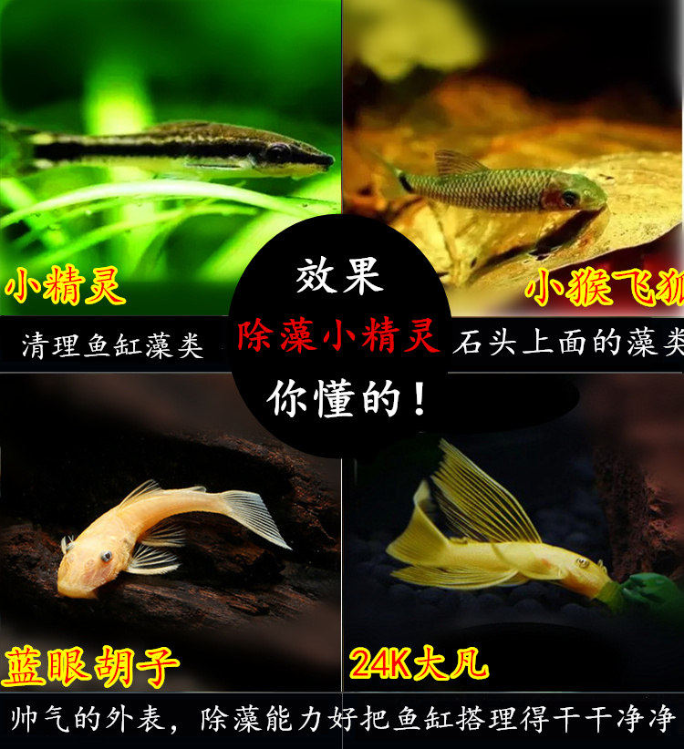 Black Wire Fly Fox Little Monkey Flying Fox Little Elf Fish Beard Fish Great Fanfish Tool Fish Other Than Algae Fish Live Ornamental Fish