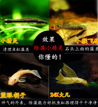 Black line flying fox monkey flying fox elf fish beard fish beard Fish Big fan fish fish fish algae fish live ornamental fish