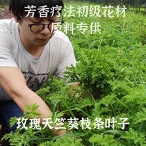 Fresh rose geranium strip leaves without beating medicine artificial weeding extraction of geranium pure dew floras special