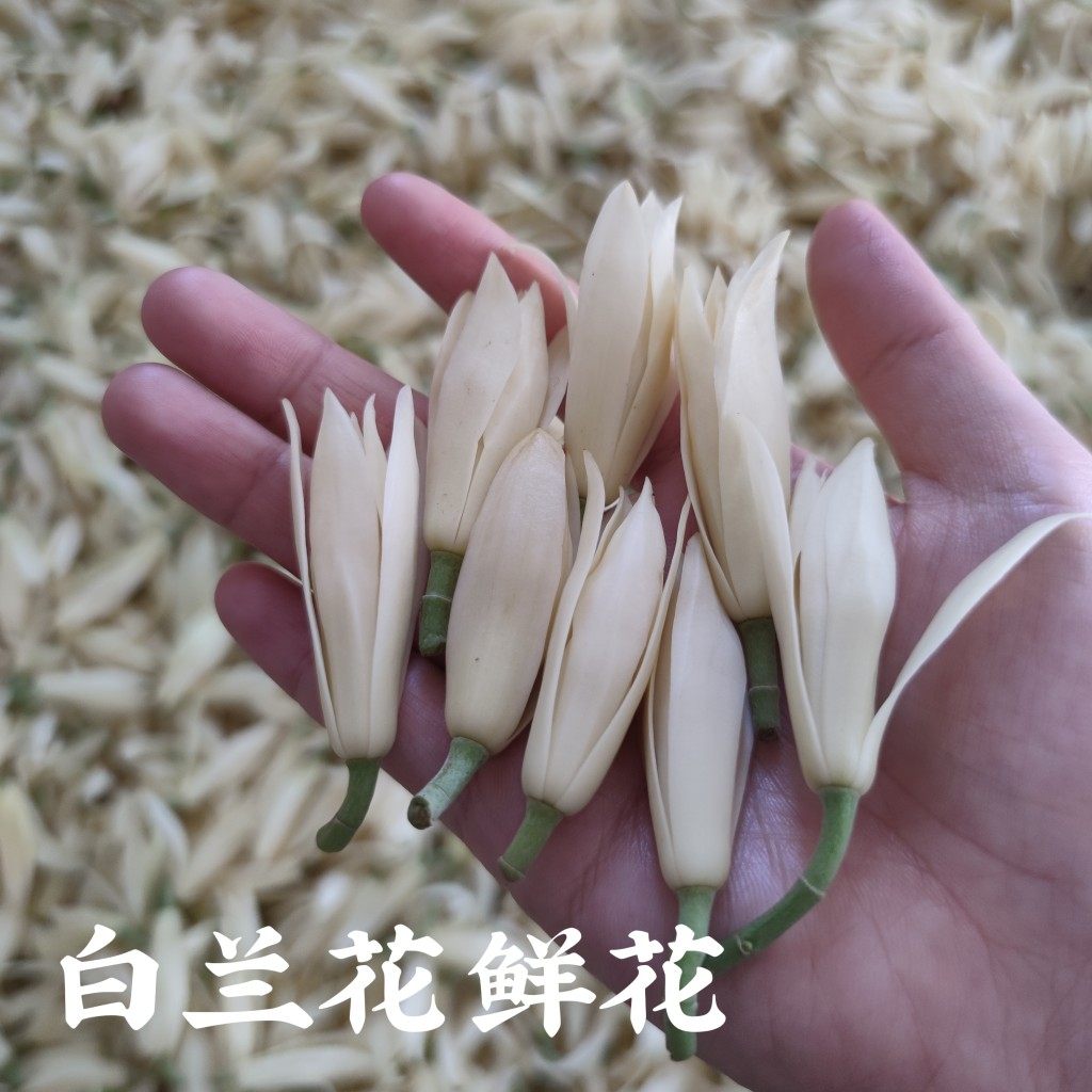 Fresh white orchid flowers 6-11 per year floral period to extract white orchid essential oil pure dew floral material special-Taobao