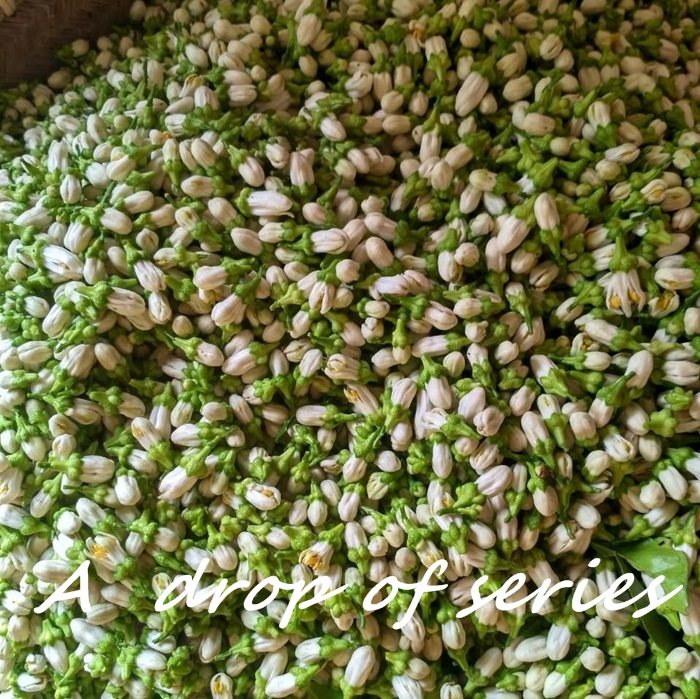 Fresh orange flowers flowers each year early April to extract the crude orange flower oil pure dew material for special pure dew materials