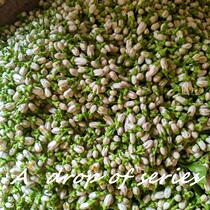 Fresh bitter orange blossom flowers every year 4 beginning of flower extraction of bitter orange blossom essential oil pure dew floral material raw material special