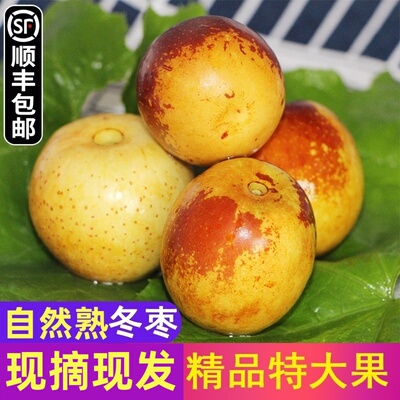[精品陕西大荔冬枣新鲜5斤当季水果冰糖鲜枣礼盒特大顺丰包邮]