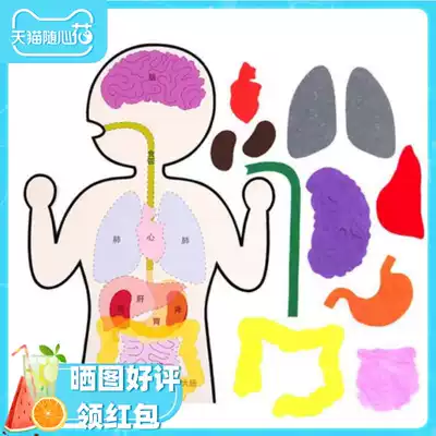 Kindergarten science area Material package Human organ diagram Children's internal organs structure Body digestive system Handmade