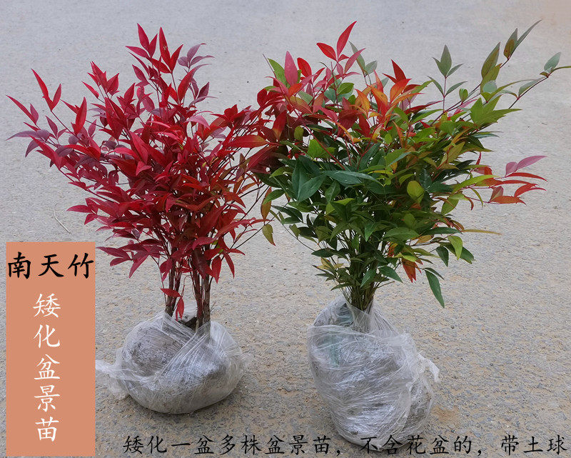 南天竹盆栽红天竺大花树苗水培火焰老桩盆景结果植物果叶植物耐寒-阿里巴巴