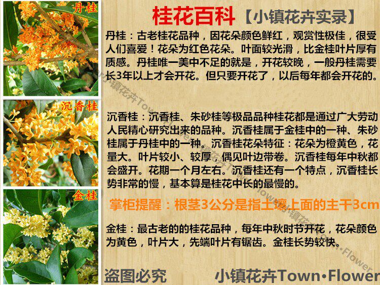 桂花的介绍和特点,桂花的外形特点,桂花树叶子形状及特征(第2页)_大山谷图库