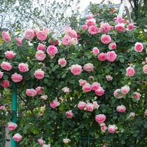 Pink Dragon Sand Gem Climbing Vine Moon Season Rosaceae Flowers Fry Climbing Wall Flowers Four Seasons Flowering Large Fry Balcony Patio plant