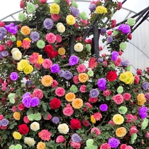 Vine Rainbow Moon Season Climbing Vine rosehips Flowers Flowers flower pots Season Blossom arches Arches Courtyard Gold Festivities Blue Rainy