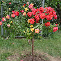 Bar Candy season Four Seasons Blossom High Bar Tree Stumps Big Flower multicolored Rose Miao Tree Mega Flowers Little Girl