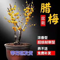 Not afraid of cold green plants winter flowers cold-resistant indoor winter plants potted cold-resistant frost-resistant cold-resistant flowers