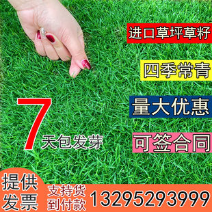 Valley grass seed dwarf seasons evergreen green slope protection dog tooth roots Bermuda big cinema black wheat grass grass leather seed seeds