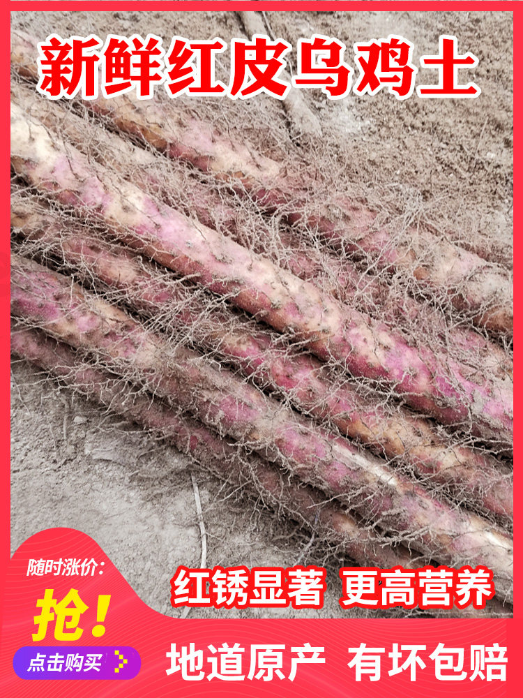 Wenxian black bone chicken soil fresh red skin mountain medicine Jiaozuo iron stick Huashan authentic Henan iron Huashan about 5 pounds of specialty products