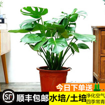 Living room potted large plant turtle bamboo large potted hydroponic plants Indoor living room large leaf green plant suction armor 