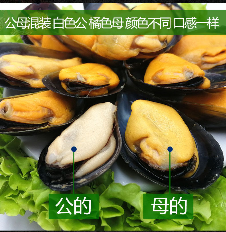 星渔 大号鲜活淡菜海虹 5斤 图6
