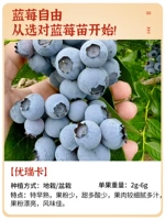 [Южные виды] [Новые саженцы в группах] саженцы из чернично -черничной черники [дата сумки, Бао Ченхуо] Принесение почвы и листьев, на втором курсе результаты