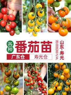 Маленький помидор семена Саженцы саженцев семян тысячелетие Девственник семена запад красный хурма комнатные Гнома черный Помидовые саженцы