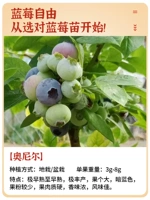 [Новые саженцы тканевой культуры] Саженец плодов черники О'Нила в горшке 1 [Упакован в правильную версию, упакован для выживания] Благодаря почве и листьям он принесет плоды на второй год.