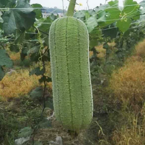 Семена семян семян свинины Семена семян