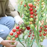 Семена семян семян тысячелетия семяны для семян для томатов, помидоров, помидоров, овощей, саженцев овощей, саженцев саженцев саженцев