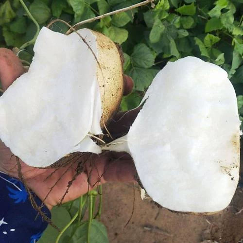 Семена холодного картофеля Muma Mountain, плоды личинок, сладкий картофель, сладкий картофель, белая мякоть, сладкая, раннеспелая рассада, шалфей посевной, сладкий картофель, сладкий картофель