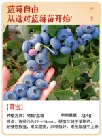 [Северные виды] [Группа PEI новые саженцы] саженцы из черничных черничных чернично