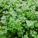 老品种冬季大叶香菜种子种籽根苗芫荽菜苗蔬菜孑菜籽籽种秋冬四季