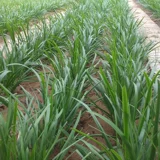 Семена пурпурного корня.