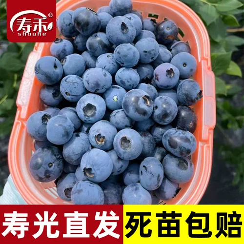 Саженцы черники l29, саженцы плодовых деревьев черники, растения в горшках со мхом, посаженные на юге, семена, посаженные на севере, саженцы f6, очень большие саженцы