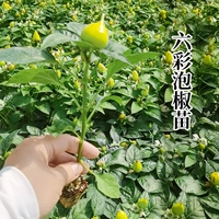 (Маленький овощный сад) 6 красочных саженцев из маринованного перца 6 деревьев