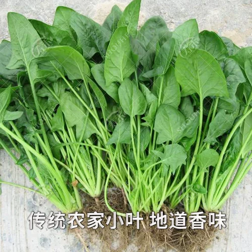 Семена шпината мелколистного, семена шпината зеленой капусты мелкие, семена четырехсезонных осенних и зимних овощей, семена холодостойкого рапса озимых.