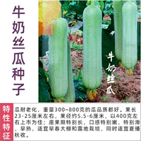 10 зерна семян молочной лафы