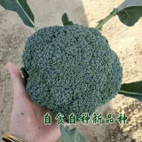 Семена брокколи, семена овощей, семена брокколи, цветная капуста, юго-западная цветная капуста, рассада овощей, рассада брокколи